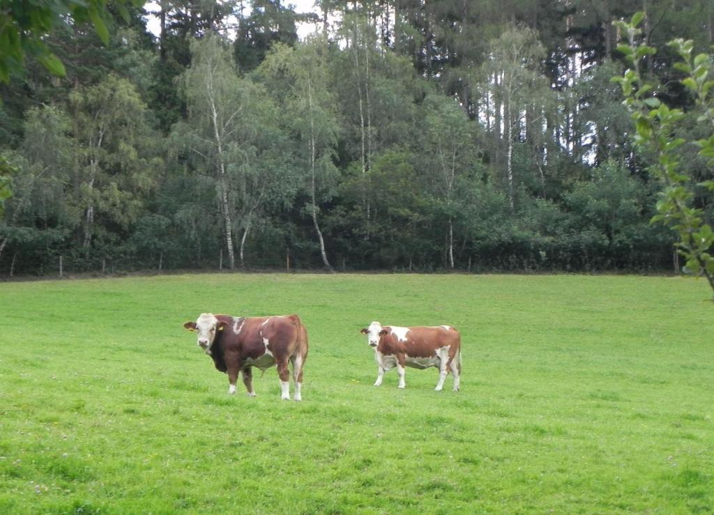 Gasthof Gruener Baum Kirchberg am Wechsel Buitenkant foto